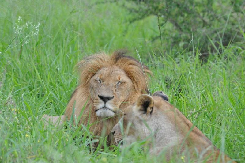 Ku Sungula Safari Lodge Balule Game Reserve Esterno foto