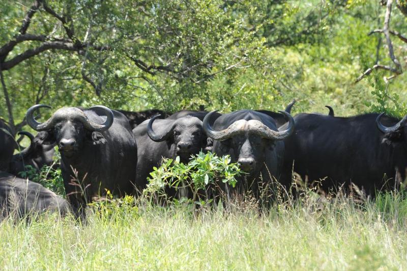 Ku Sungula Safari Lodge Balule Game Reserve Esterno foto