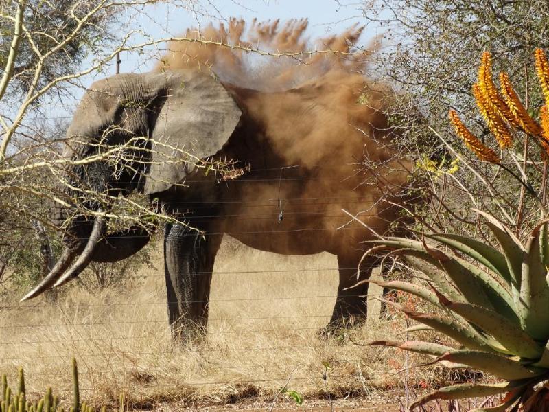 Ku Sungula Safari Lodge Balule Game Reserve Esterno foto