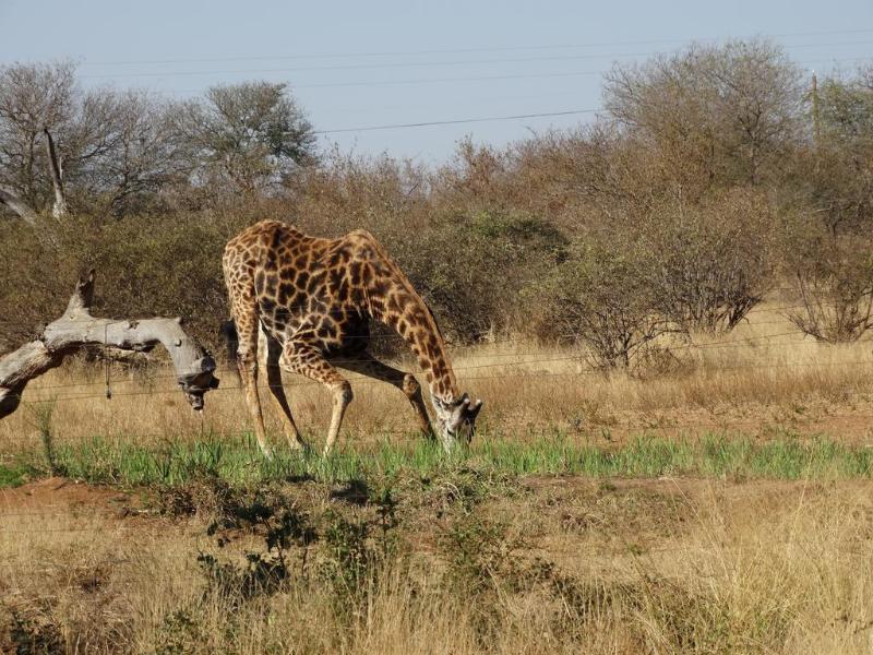 Ku Sungula Safari Lodge Balule Game Reserve Esterno foto