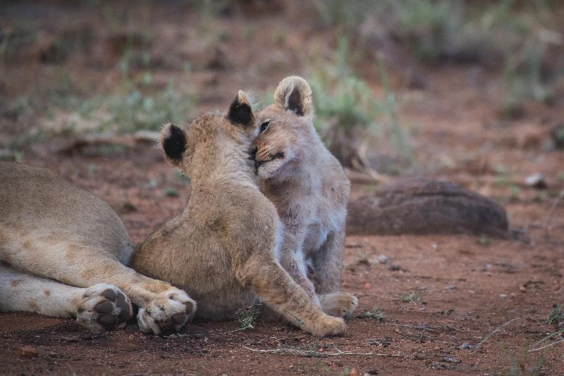 Ku Sungula Safari Lodge Balule Game Reserve Esterno foto