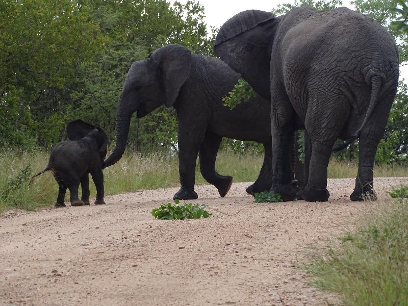 Ku Sungula Safari Lodge Balule Game Reserve Esterno foto