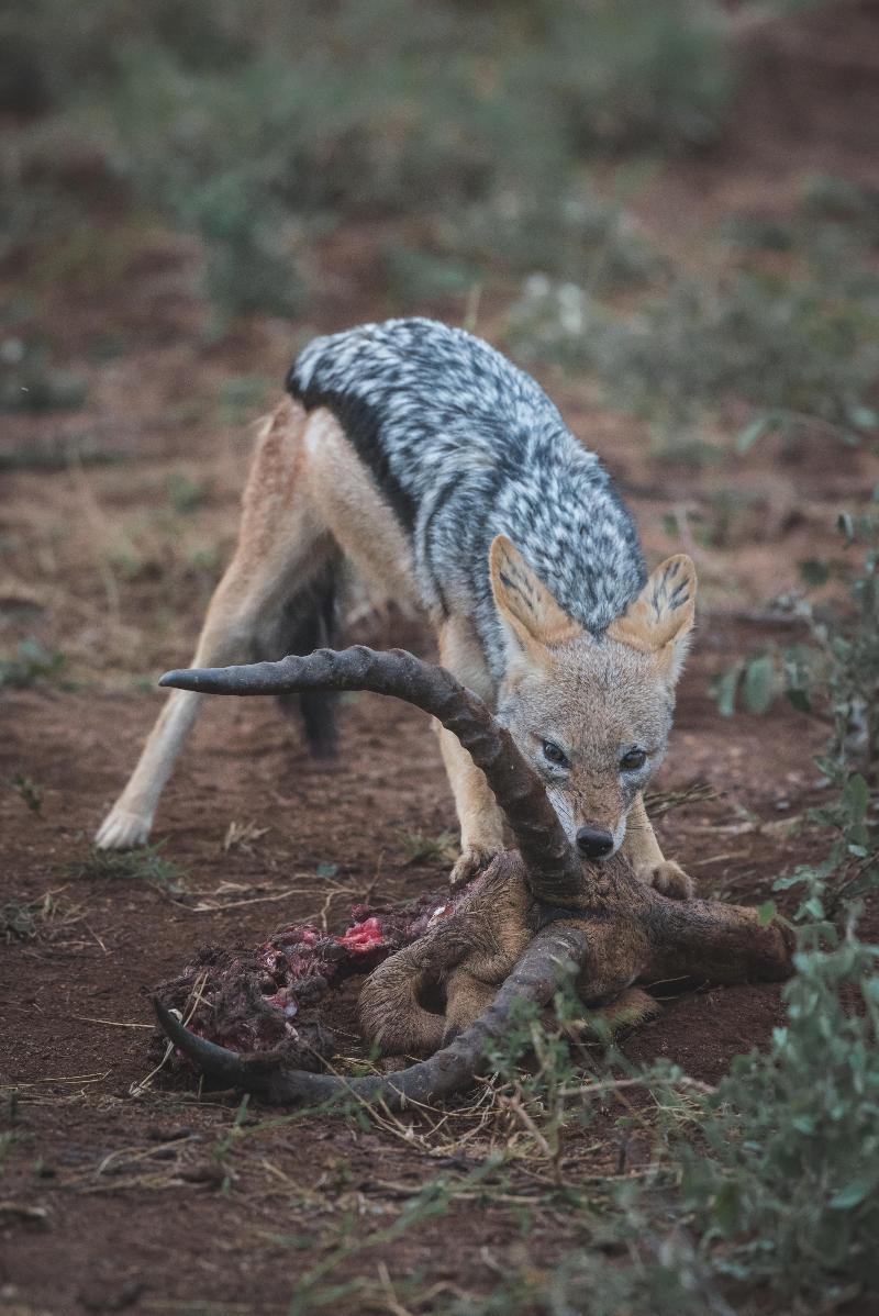 Ku Sungula Safari Lodge Balule Game Reserve Esterno foto